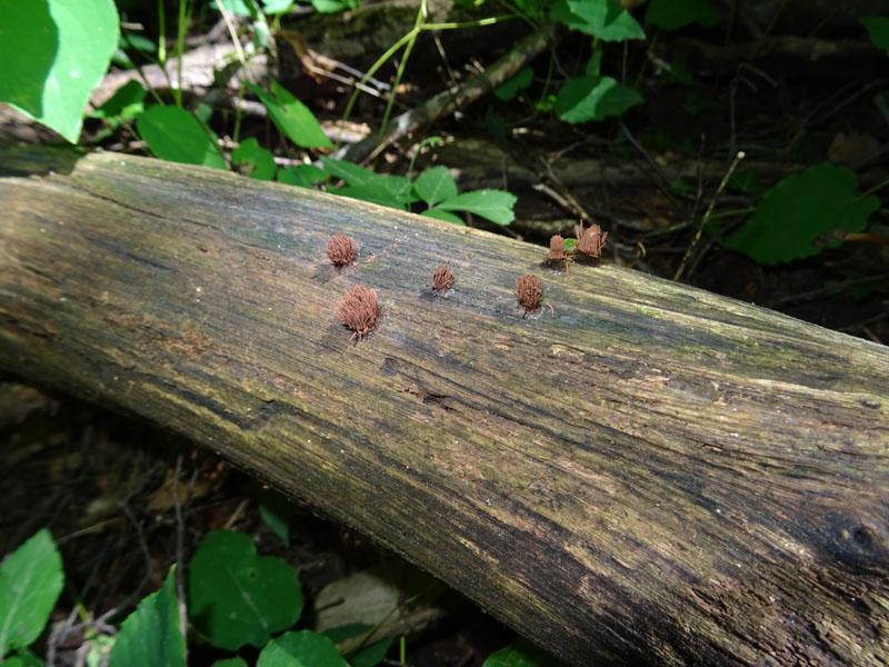 Stemonitis fusca var. rufescens